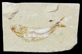 Cretaceous Fossil Fish - Lebanon #107560-1